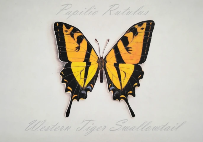 Western Tiger Swallowtail butterfly hand-painted watercolor print