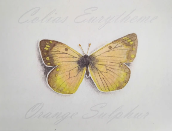 Orange Sulphur 3 Butterfly Print