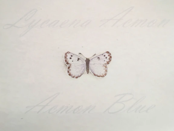 Acmon Blue Butterfly Print