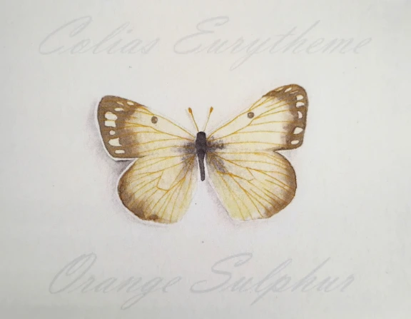 Orange Sulphur 1 Butterfly Print