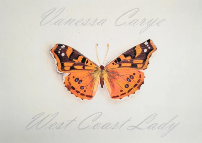 West Coast Lady Butterfly Print