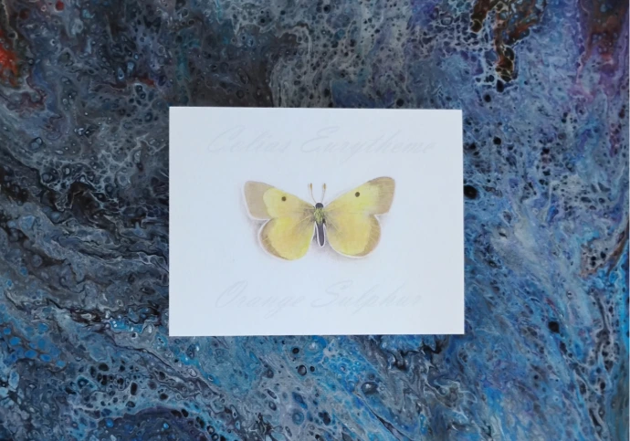 Orange Sulphur 2 Butterfly Print