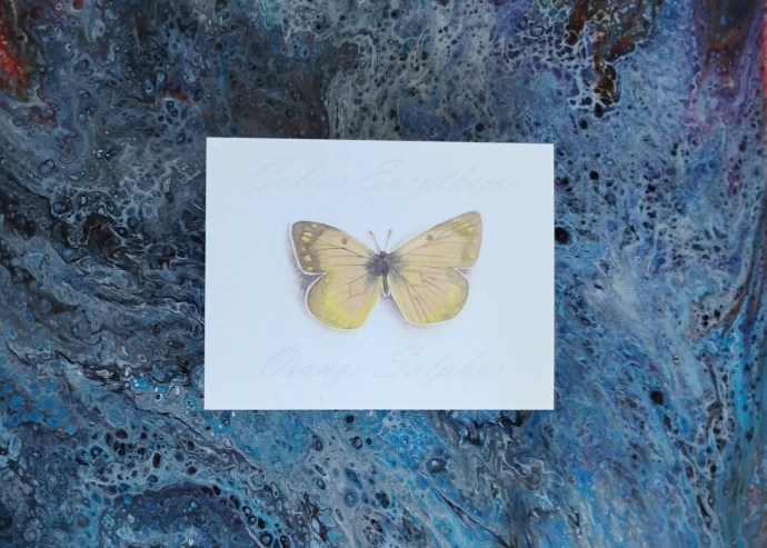 Orange Sulphur 3 Butterfly Print