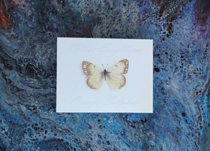 Orange Sulphur 1 Butterfly Print