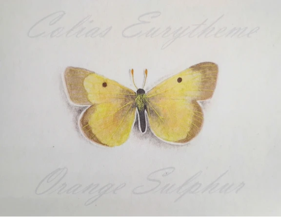 Orange Sulphur 2 Butterfly Print